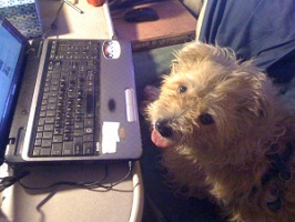 Danny Dog 1