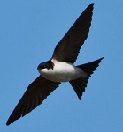 House Martin