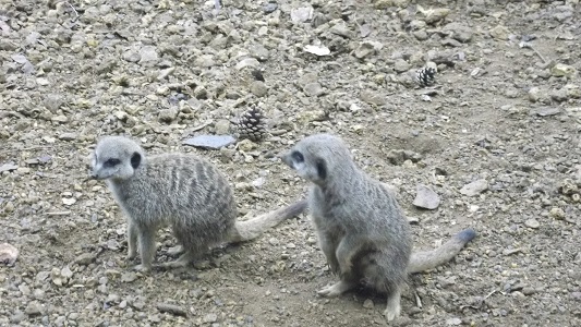 Meerkats