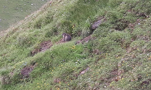 Marmot