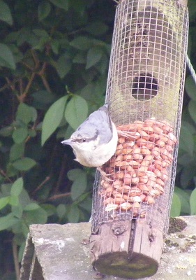 Nuthatch July 2018 (2)