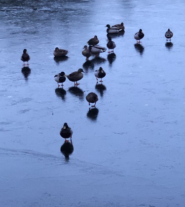 birds on lake