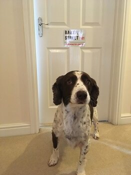 Bracken the dog