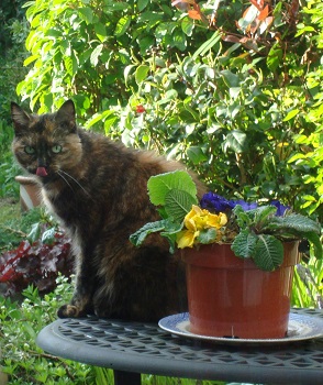 Seren on Table