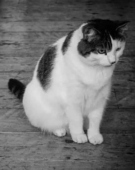 Catmandoo