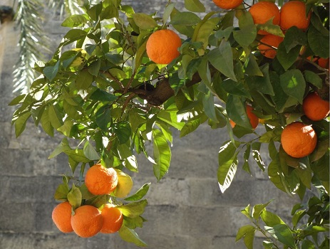 orange tree Keep the oranges