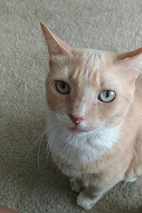 Loren Robinson Cat