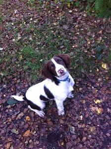 Tracy Baines dog Harry