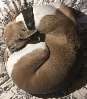 Andy Maslen dog