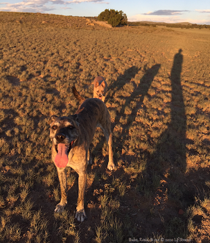 Lif Strand Dogs