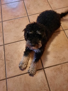 Leonie Mack Dog