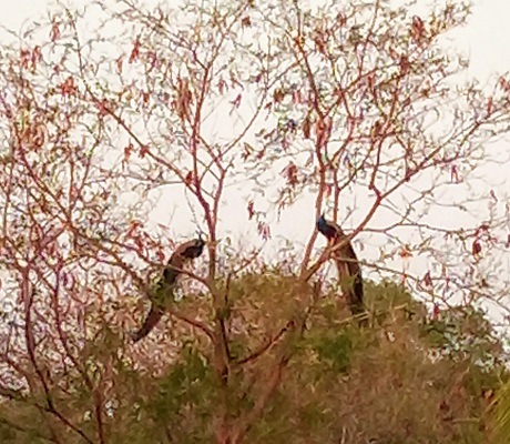 Gita V. Reddy Peacocks