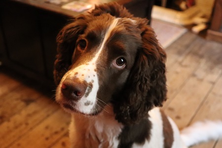 Orlando the Sprocker Spaniel Virginia Crow Dog