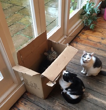 Tina Baker Cats