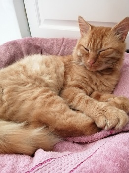 Fluffy - Rose Servitova cat