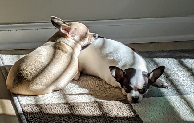 Brady Koch Dogs