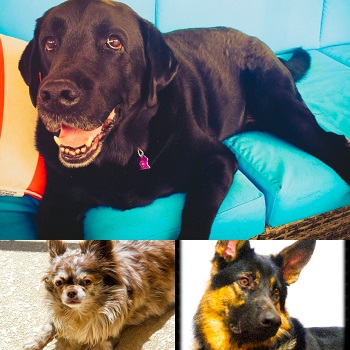 K.C. Brote dogs
