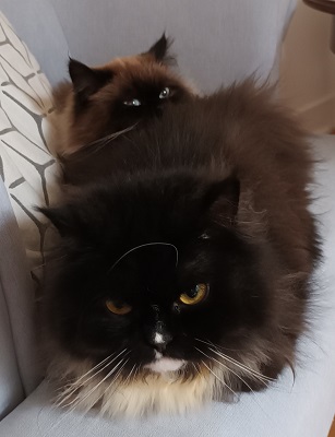 Anne Mattias Writing Buddies