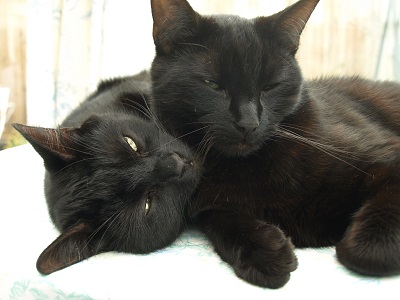 Justyn Edwards cats