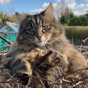 Lynn Fraser Cat