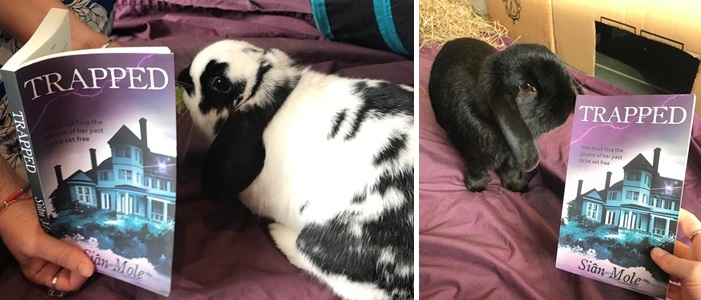 Sian Mole Rabbits