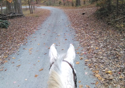 liz larson horse