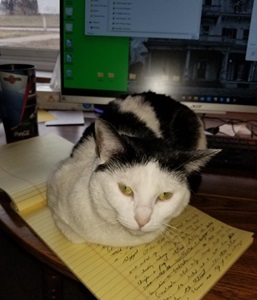 Stephen l brayton cat
