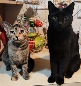 lisa lynn biggar cats