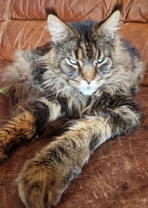 Cheryl Diane parkinson cat